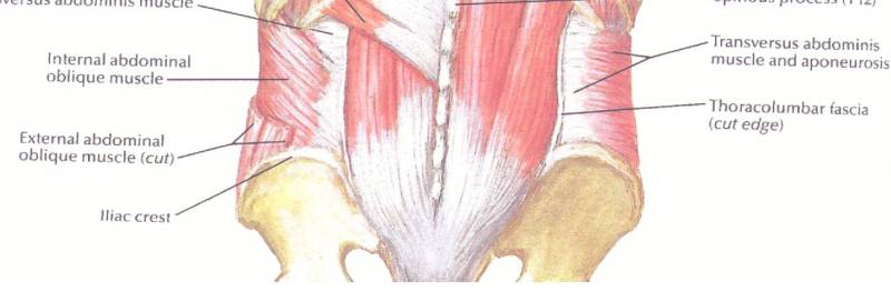Back of core muscles