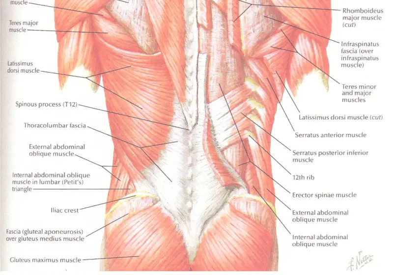 Large muscles of the back