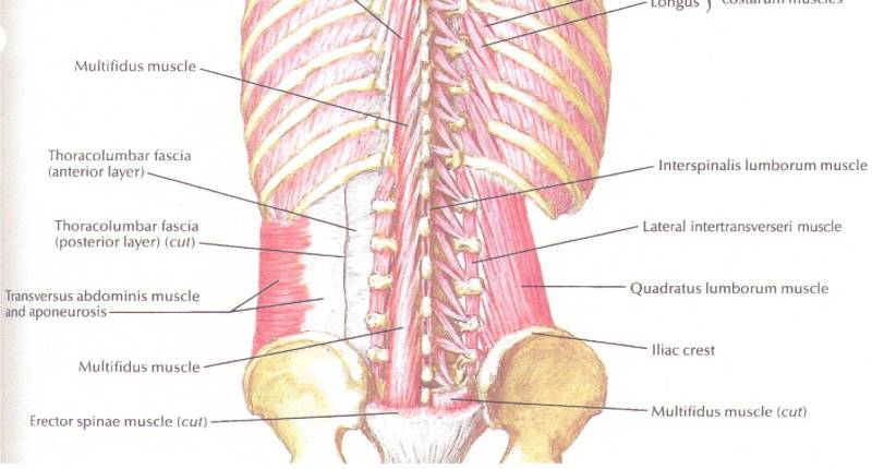 Muscles of the back